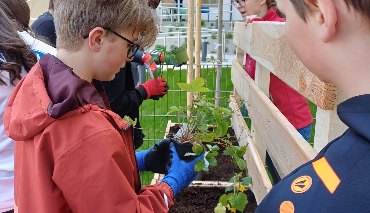 Schüler*innen beim Einsetzen der Pflanzen bei einem Beet.