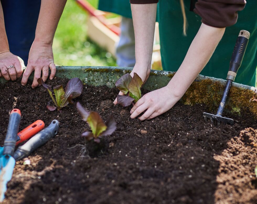 Hände pflanzen Salat in einem Garten. Werkzeuge liegen auf der Erde, während Menschen aktiv im Garten arbeiten.
