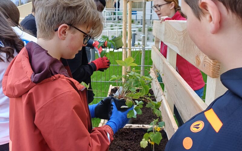 Schüler*innen beim Einsetzen der Pflanzen bei einem Beet.
