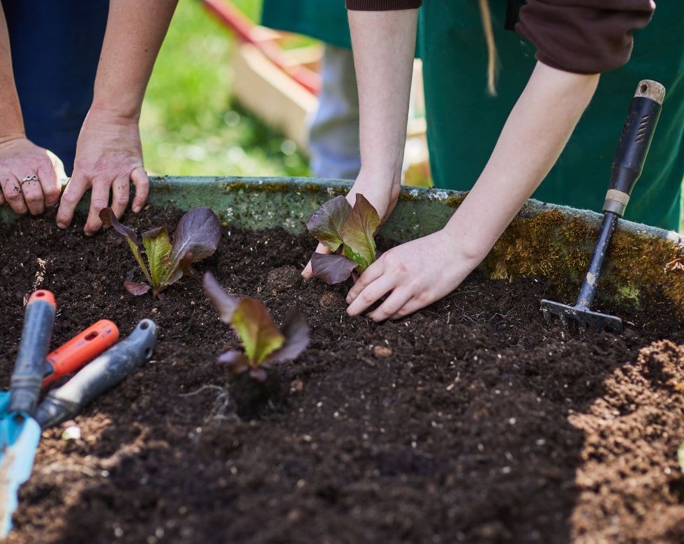 Hände pflanzen Salat in einem Garten. Werkzeuge liegen auf der Erde, während Menschen aktiv im Garten arbeiten.